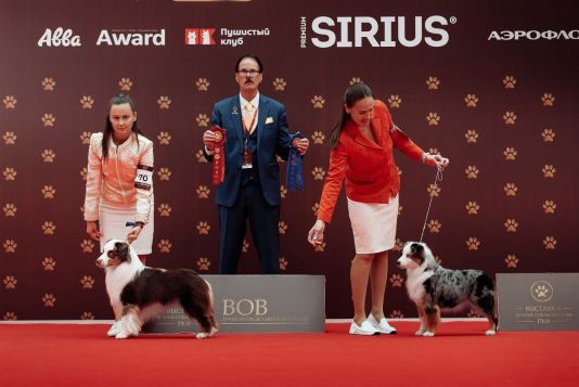 Ave Dinornis Trigger Рикуся BEST RUSSIAN DOG «Лучшие собаки России / РКФ 2026» Лучший в породе второй год подряд! Приглашенный судья Джон Брайсон (Австралия)