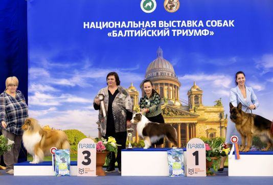 21 02 26 Санкт-Петербург, рейтинг "Балтийский триумф"  Ave Dinornis Trigger Лучший в породе. Лучший в первой группе  Большое спасибо уважаемым судьям из Беларуси Татьяне Чумакиной и Татьяне Романовской за их выбор. Выставка была большая 937 собак, и группа была очень многочисленная! 