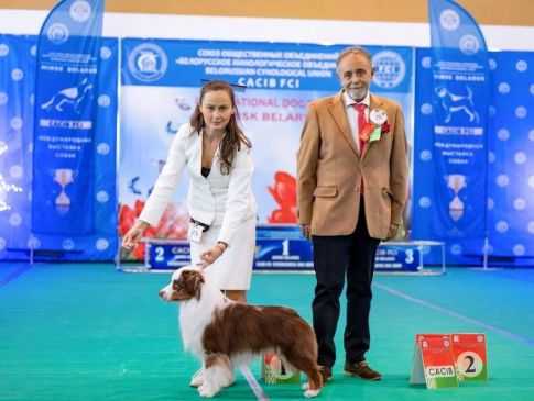 28.02.26 CACIB"CIS Winner 2026" Минск Беларусь Ave Dinornis Trigger Лучший в породе (10mas) Победитель СНГ-26, CIS Winner-26 Новый Чемпион Беларуси