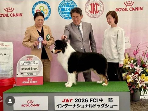 В нашем питомнике первый чемпион Японии!!  Ave Dinornis Adam  JCh RUS, Ch RUS, Ch Japan 
